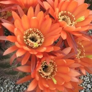 Meet your Posher, Linda